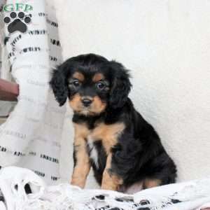 Miles, Cavapoo Puppy
