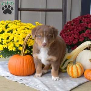 Miles, Australian Shepherd Puppy