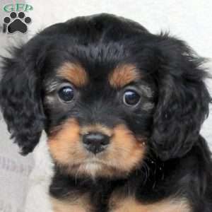 Miles, Cavapoo Puppy