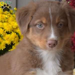 Miles, Australian Shepherd Puppy