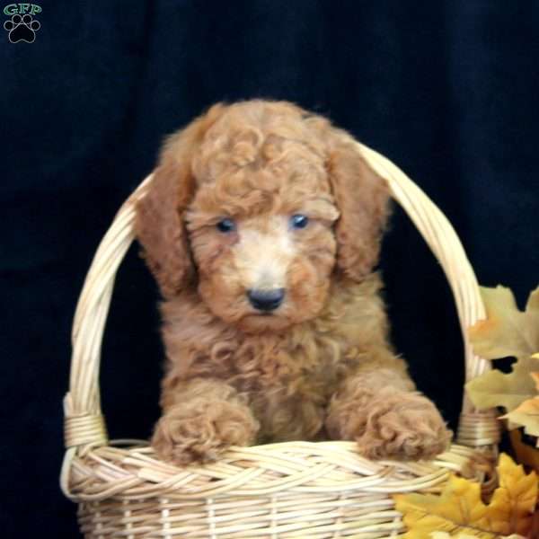 Miles, Miniature Poodle Puppy