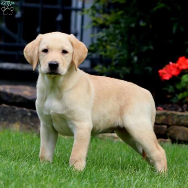 Miley, Yellow Labrador Retriever Puppy