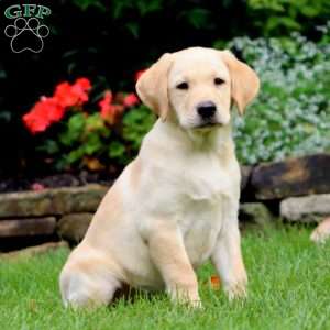 Miley, Yellow Labrador Retriever Puppy