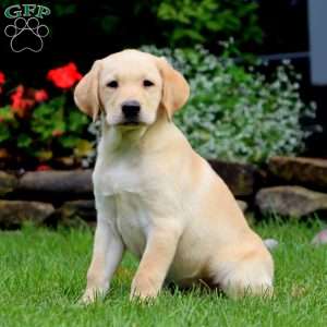 Miley, Yellow Labrador Retriever Puppy
