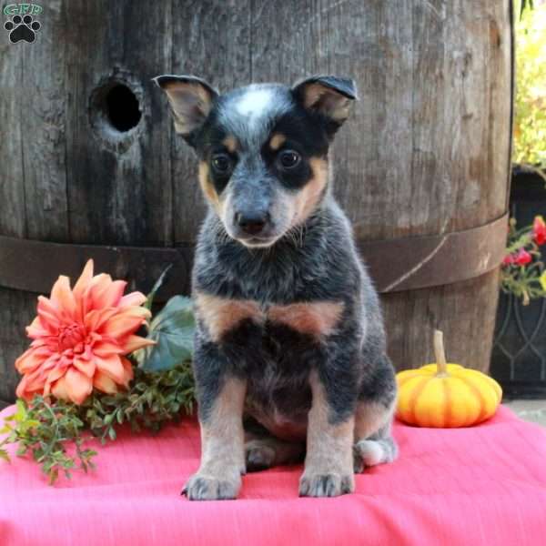 Millie, Blue Heeler – Australian Cattle Dog Puppy