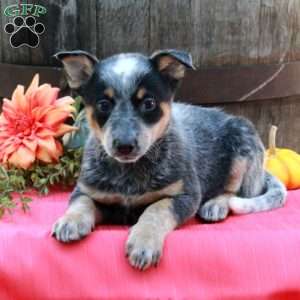 Millie, Blue Heeler – Australian Cattle Dog Puppy