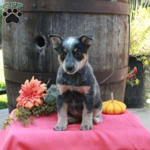 Millie, Blue Heeler – Australian Cattle Dog Puppy