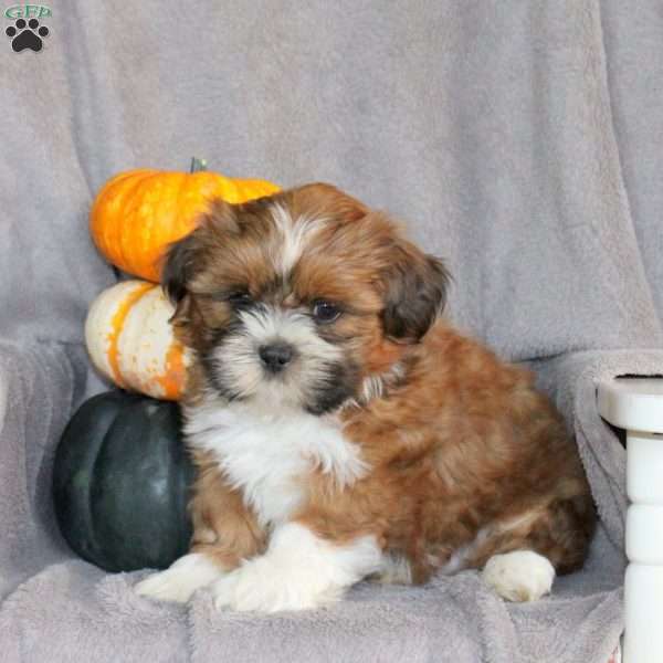 Milo, Shih Tzu Puppy