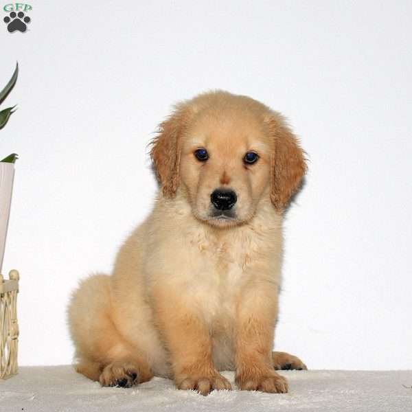 Milo, Goldendoodle Puppy