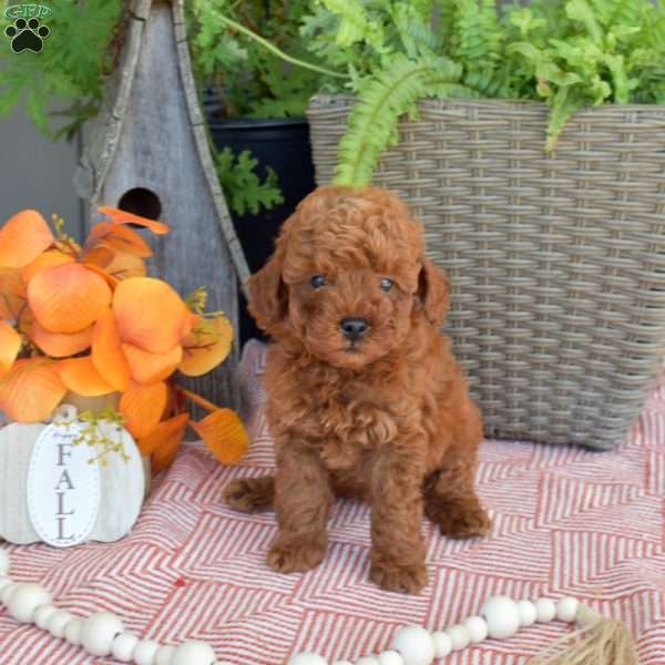 Milo, Mini Goldendoodle Puppy