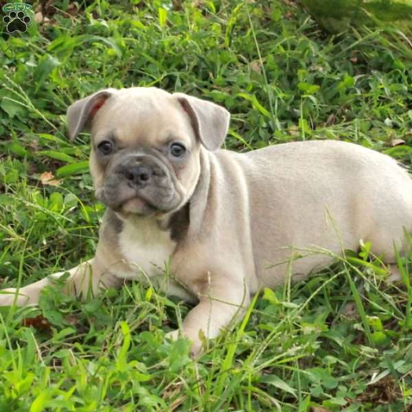 Milo, French Bulldog Puppy