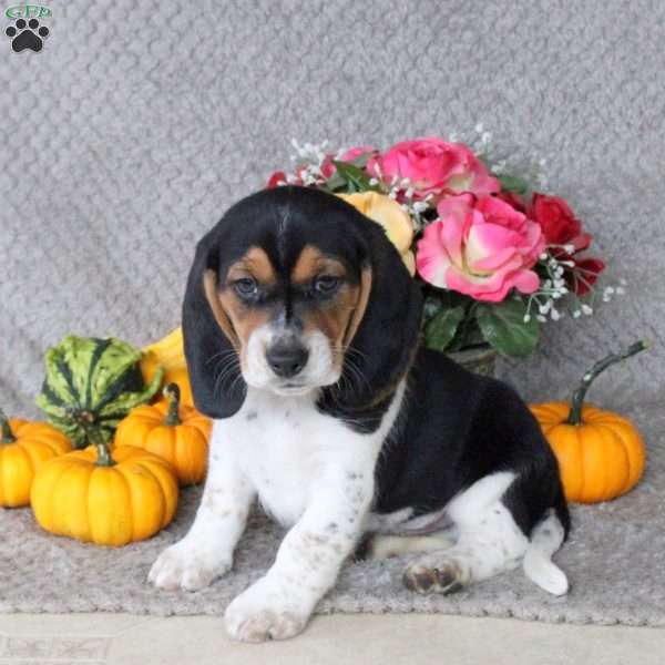 Milo, Beagle Puppy