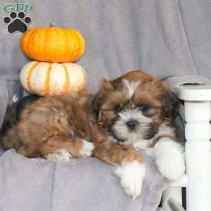 Milo, Shih Tzu Puppy