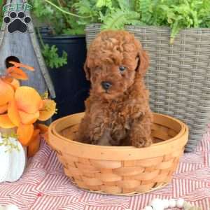Milo, Mini Goldendoodle Puppy