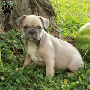 Milo, French Bulldog Puppy