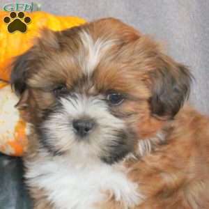 Milo, Shih Tzu Puppy