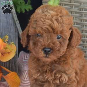 Milo, Mini Goldendoodle Puppy