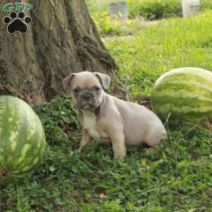 Milo, French Bulldog Puppy