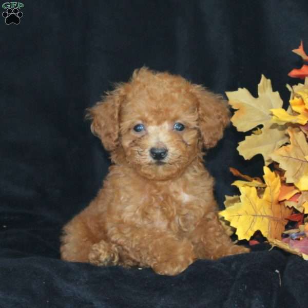 Milo, Miniature Poodle Puppy