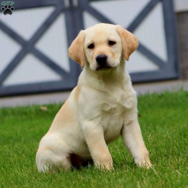 Mindy, Yellow Labrador Retriever Puppy