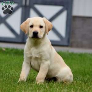 Mindy, Yellow Labrador Retriever Puppy