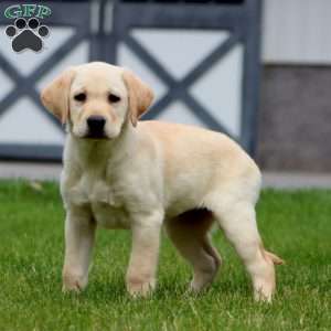 Mindy, Yellow Labrador Retriever Puppy