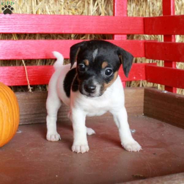 Minnie, Jack Russell Terrier Puppy