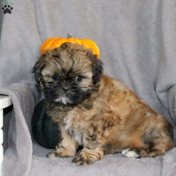 Minnie, Shih Tzu Puppy