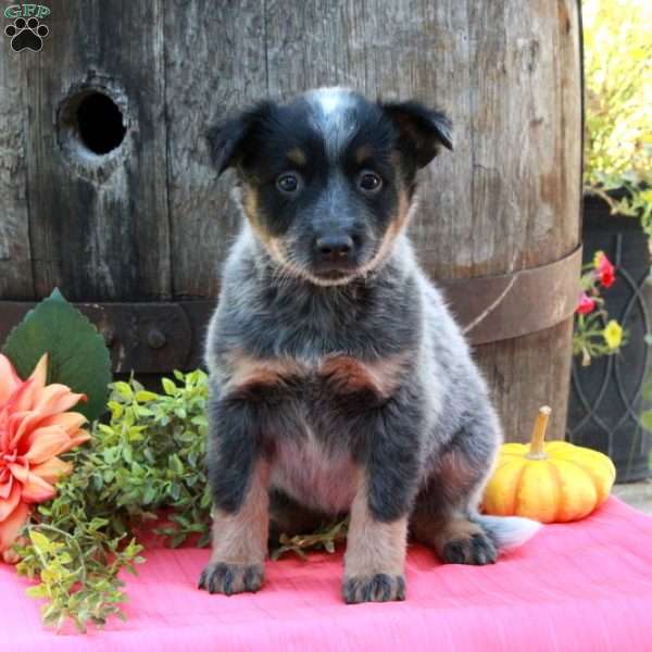 Minnie, Blue Heeler – Australian Cattle Dog Puppy