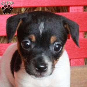Minnie, Jack Russell Terrier Puppy