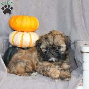 Minnie, Shih Tzu Puppy