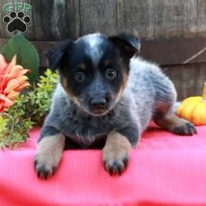 Minnie, Blue Heeler – Australian Cattle Dog Puppy