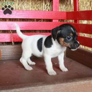 Minnie, Jack Russell Terrier Puppy