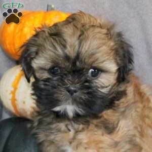 Minnie, Shih Tzu Puppy
