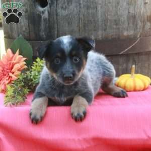 Minnie, Blue Heeler – Australian Cattle Dog Puppy