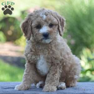 Miracle, Cavapoo Puppy