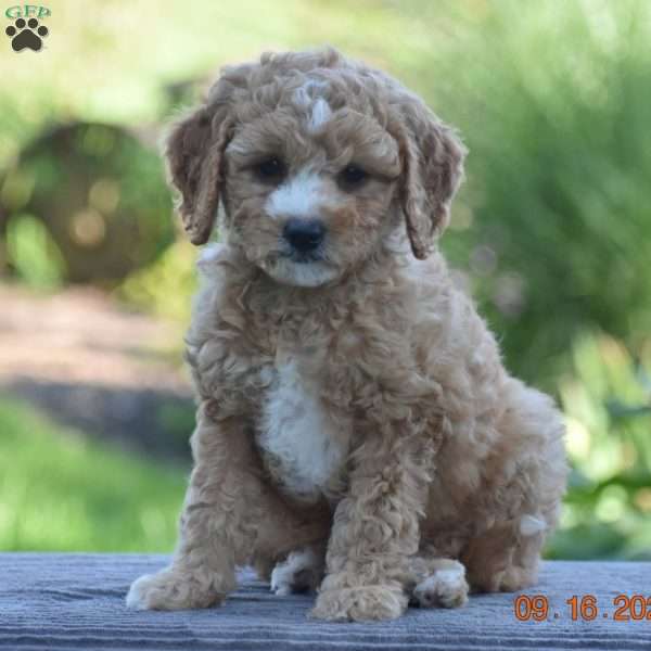 Miracle, Cavapoo Puppy