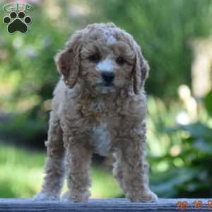 Miracle, Cavapoo Puppy