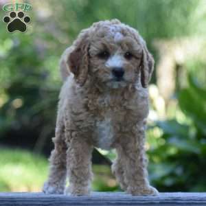 Miracle, Cavapoo Puppy