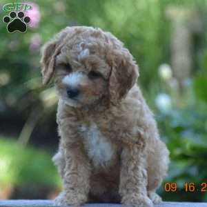 Miracle, Cavapoo Puppy