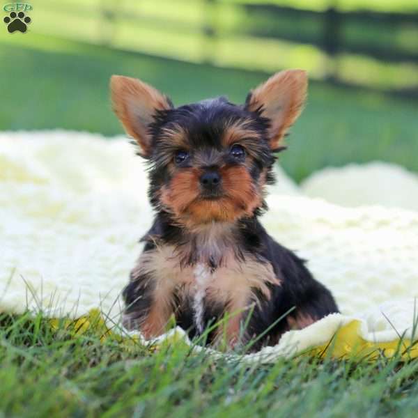 Miranda, Yorkie Puppy