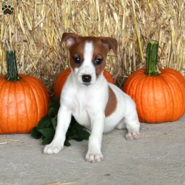 Miriam, Jack Russell Terrier Puppy