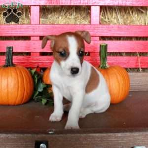 Miriam, Jack Russell Terrier Puppy