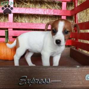 Miriam, Jack Russell Terrier Puppy