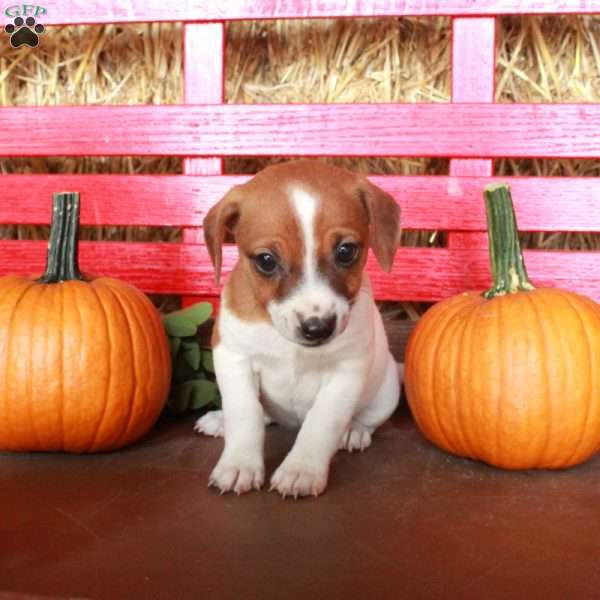 Missy, Jack Russell Terrier Puppy