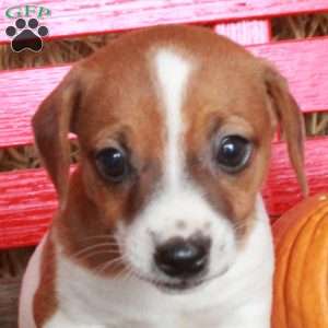 Missy, Jack Russell Terrier Puppy