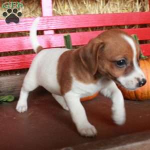 Missy, Jack Russell Terrier Puppy