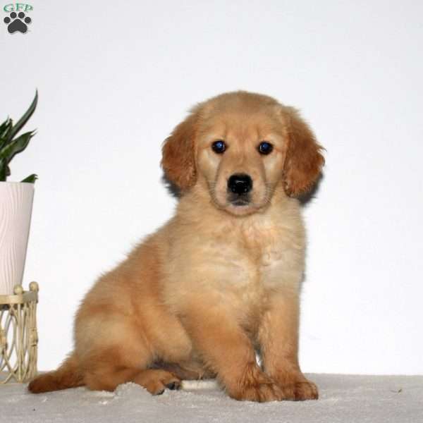 Misty, Goldendoodle Puppy