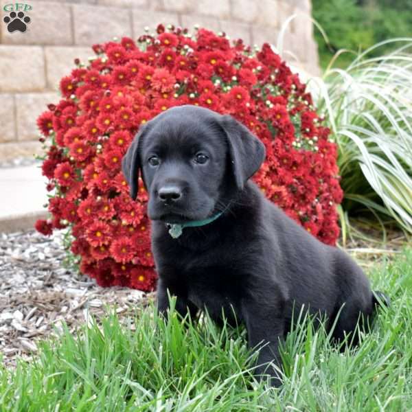 Misty, Black Labrador Retriever Puppy
