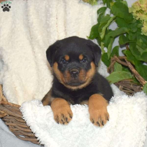 Misty, Rottweiler Puppy